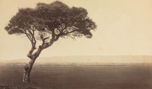 Uden titel (Landskab nær Watsonville, Californien)