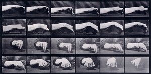 A Motion Study of a Hand, c.1872-1885 af Eadweard Muybridge