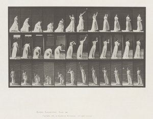Dyrebevægelser, plade 305 af Eadweard Muybridge