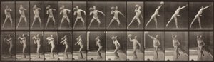 Dyrebevægelser, tavle 319, 1887 af Eadweard Muybridge