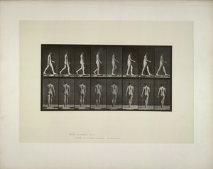 Dyrebevægelser: bækkenklud til mænd, 1887. af Eadweard Muybridge