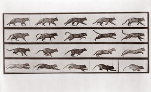 Kat i trav og galop, plade 717 fra Animal Locomotion, 1887 af Eadweard Muybridge