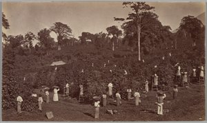 Kaffehøst, Las Nubes, Guatemala af Eadweard Muybridge