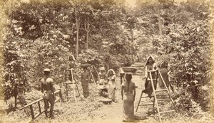 Kaffehøst i San Isidro - 1000 fods højde, Guatemala af Eadweard Muybridge
