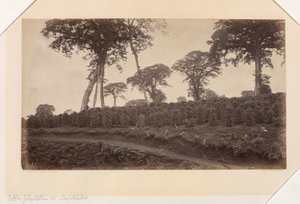 Kaffeplantage ved Las Nubes, Guatemala af Eadweard Muybridge