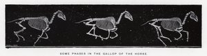 Eadweard Muybridge: Nogle faser i hestens galop af Eadweard Muybridge