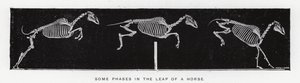 Eadweard Muybridge: Nogle faser i en hests spring (s/h-billede) af Eadweard Muybridge