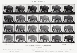Eadweard Muybridge: The Amble (s/h foto) af Eadweard Muybridge