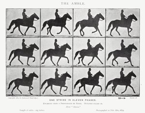 Eadweard Muybridge: The Amble (s/h foto) af Eadweard Muybridge