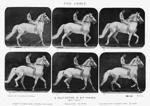 Eadweard Muybridge: The Amble af Eadweard Muybridge