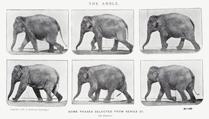 Eadweard Muybridge: The Amble af Eadweard Muybridge