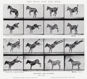 Eadweard Muybridge: The Buck and the Kick (s/h-billede)