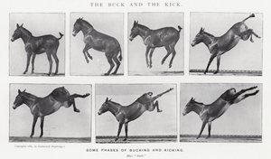 Eadweard Muybridge: The Buck and the Kick (s/h-billede) af Eadweard Muybridge