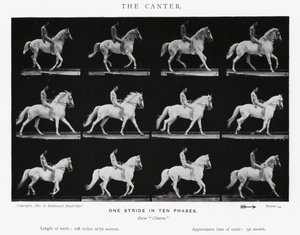 Eadweard Muybridge: The Canter (s/h foto) af Eadweard Muybridge