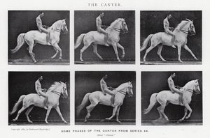 Eadweard Muybridge: The Canter (s/h foto) af Eadweard Muybridge