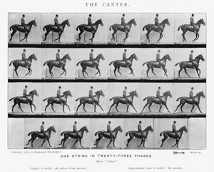 Eadweard Muybridge: Galop af Eadweard Muybridge