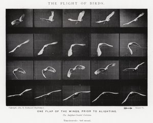 Eadweard Muybridge: The Flight of Birds (s/h-billede) af Eadweard Muybridge