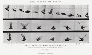 Eadweard Muybridge: The Flight of Birds (s/h-billede) af Eadweard Muybridge