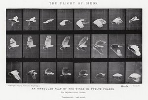 Eadweard Muybridge: The Flight of Birds (s/h-billede) af Eadweard Muybridge