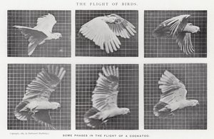 Eadweard Muybridge: The Flight of Birds (s/h-billede)