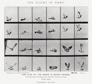 Eadweard Muybridge: The Flight of Birds (s/h-billede) af Eadweard Muybridge