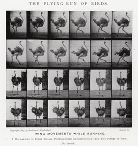 Eadweard Muybridge: The Flying-Run of Birds (s/h-billede) af Eadweard Muybridge