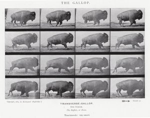 Eadweard Muybridge: The Gallop (s/h foto) af Eadweard Muybridge