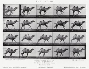 Eadweard Muybridge: The Gallop (s/h foto) af Eadweard Muybridge