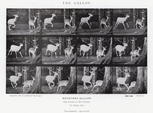 Eadweard Muybridge: The Gallop (s/h foto) af Eadweard Muybridge
