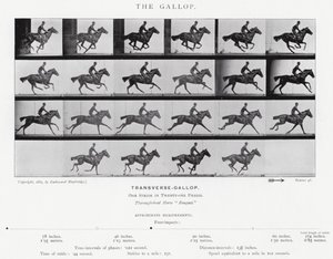 Eadweard Muybridge: The Gallop (s/h foto) af Eadweard Muybridge