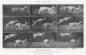 Eadweard Muybridge: The Gallop (s/h foto) af Eadweard Muybridge