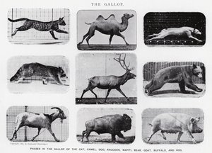 Eadweard Muybridge: The Gallop (s/h foto) af Eadweard Muybridge