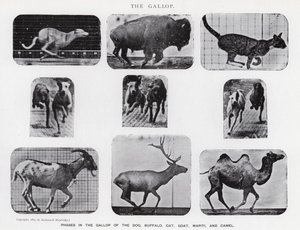 Eadweard Muybridge: The Gallop (s/h foto) af Eadweard Muybridge