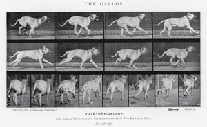 Eadweard Muybridge: The Gallop (s/h foto) af Eadweard Muybridge