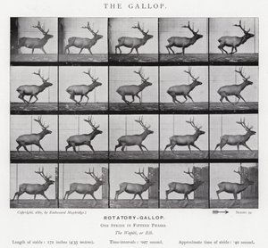 Eadweard Muybridge: The Gallop (s/h foto) af Eadweard Muybridge