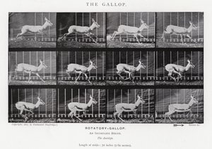 Eadweard Muybridge: The Gallop (s/h foto) af Eadweard Muybridge