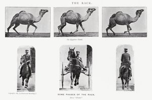 Eadweard Muybridge: The Rack af Eadweard Muybridge