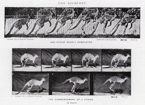 Eadweard Muybridge: The Ricochet (s/h foto) af Eadweard Muybridge