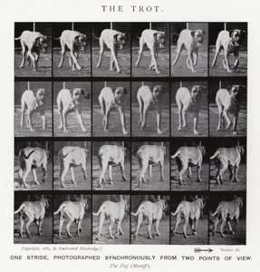 Eadweard Muybridge: The Trot (s/h foto) af Eadweard Muybridge