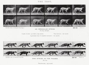Eadweard Muybridge: The Trot (s/h foto) af Eadweard Muybridge