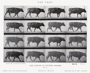 Eadweard Muybridge: The Trot (s/h foto) af Eadweard Muybridge