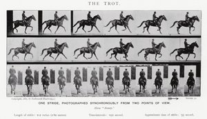 Eadweard Muybridge: The Trot (s/h foto) af Eadweard Muybridge