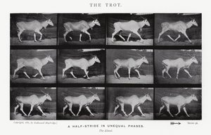 Eadweard Muybridge: The Trot (s/h foto) af Eadweard Muybridge