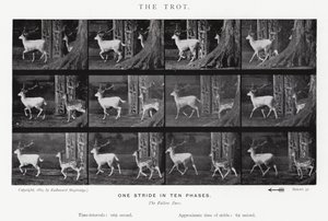 Eadweard Muybridge: The Trot (s/h foto) af Eadweard Muybridge