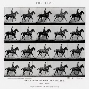 Eadweard Muybridge: The Trot af Eadweard Muybridge