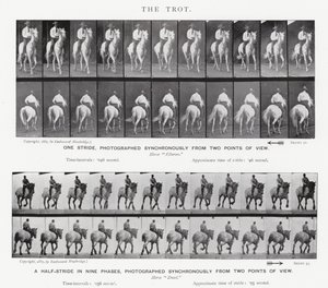 Eadweard Muybridge: The Trot af Eadweard Muybridge