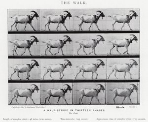 Eadweard Muybridge: The Walk (s/h foto) af Eadweard Muybridge