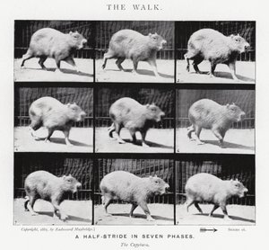 Eadweard Muybridge: The Walk (s/h foto) af Eadweard Muybridge