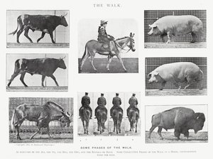 Eadweard Muybridge: The Walk (s/h foto) af Eadweard Muybridge