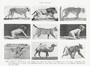 Eadweard Muybridge: The Walk (s/h foto) af Eadweard Muybridge